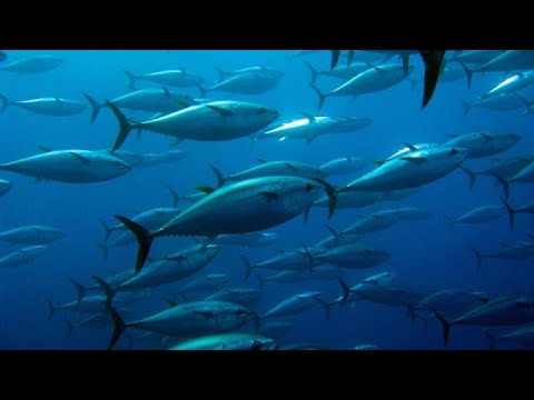 Edge @ Sea – Sustainable Fishing with Grupo PINSA and Lenovo